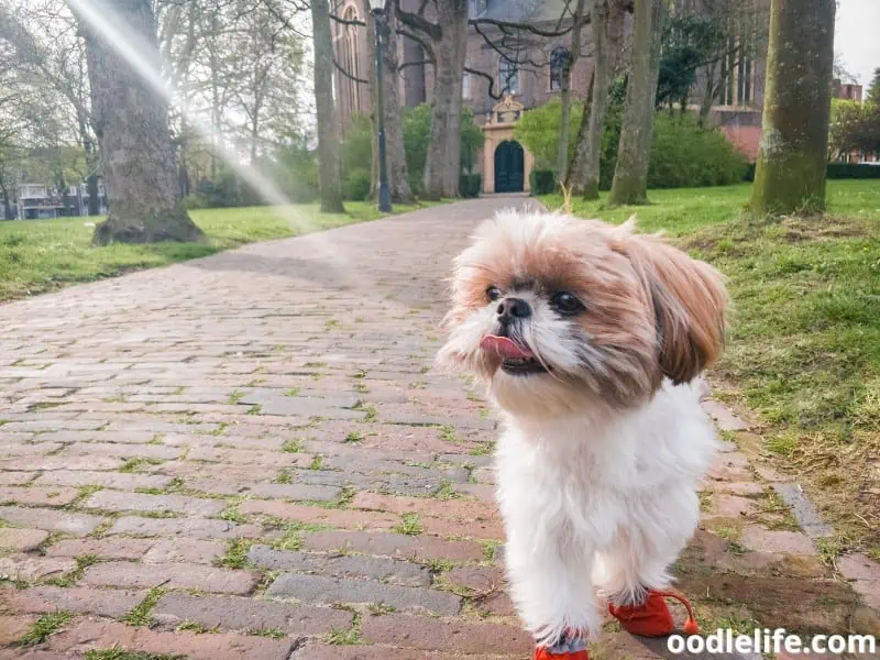 Shih Tzu on the sidewalk
