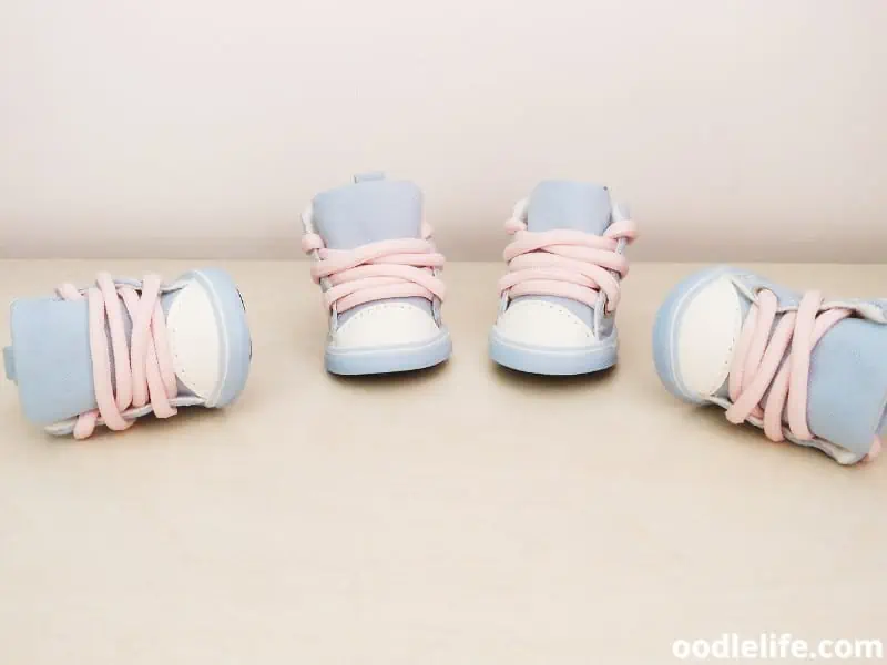 small dog shoes on the floor