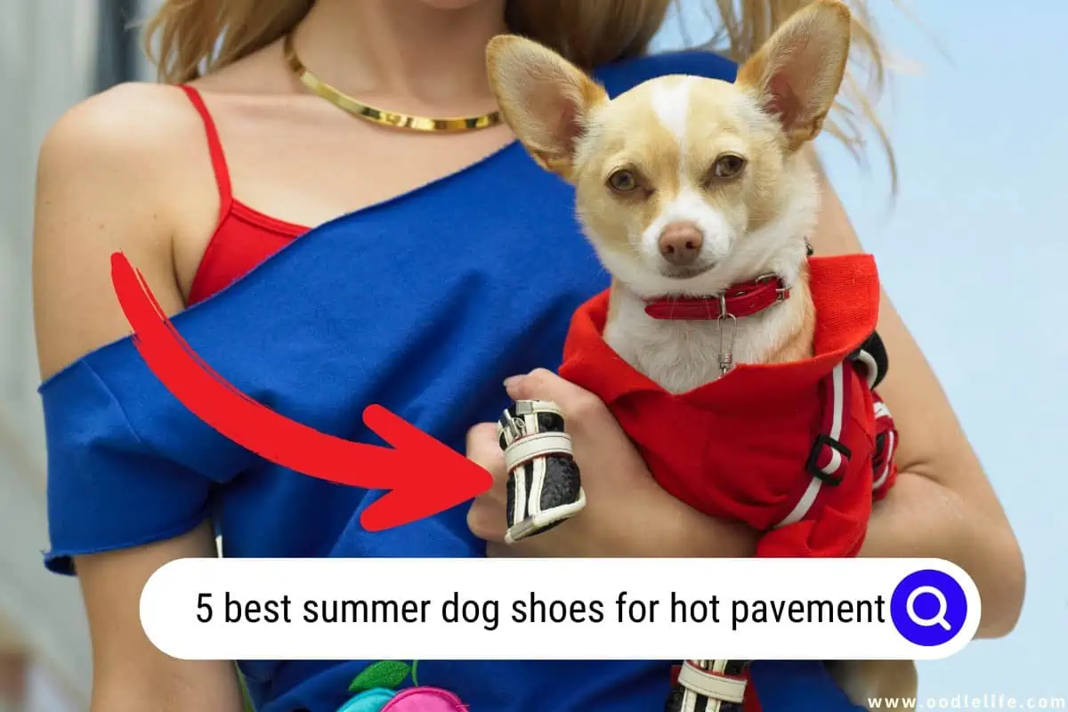 summer dog shoes for hot pavement