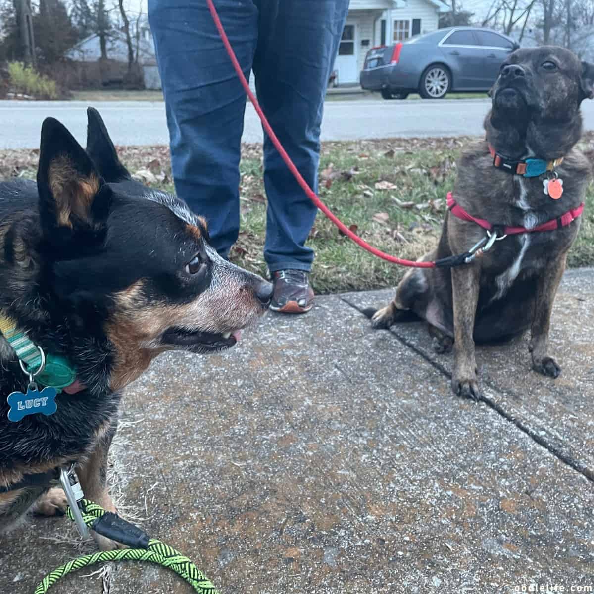 two pets with dog tags