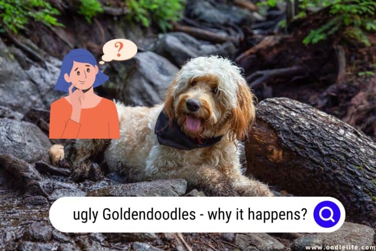 Ugly Goldendoodles – Why It Happens?