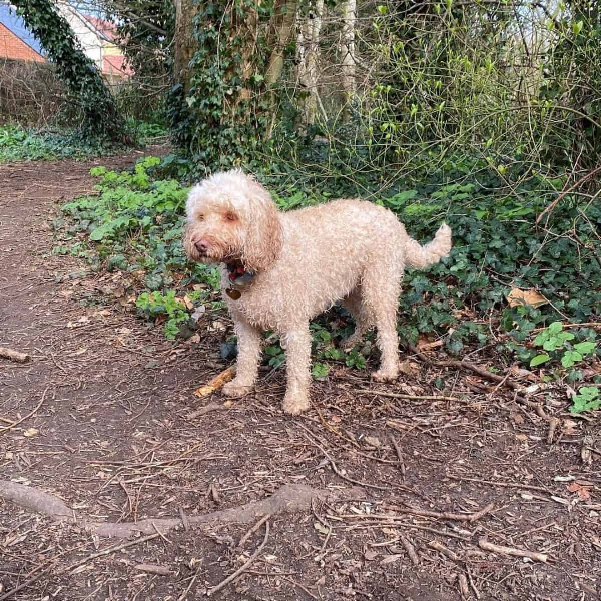 wet Cockapoo coat