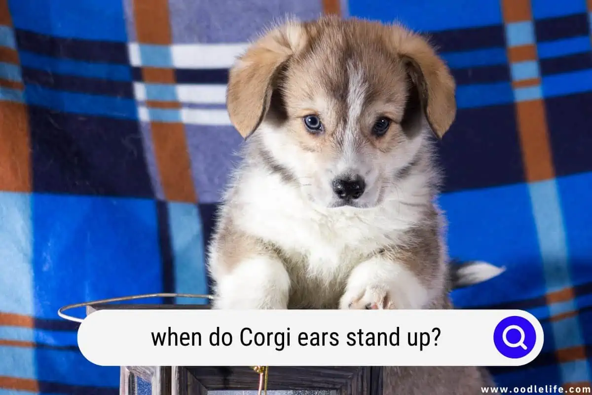 when do Corgi ears stand up