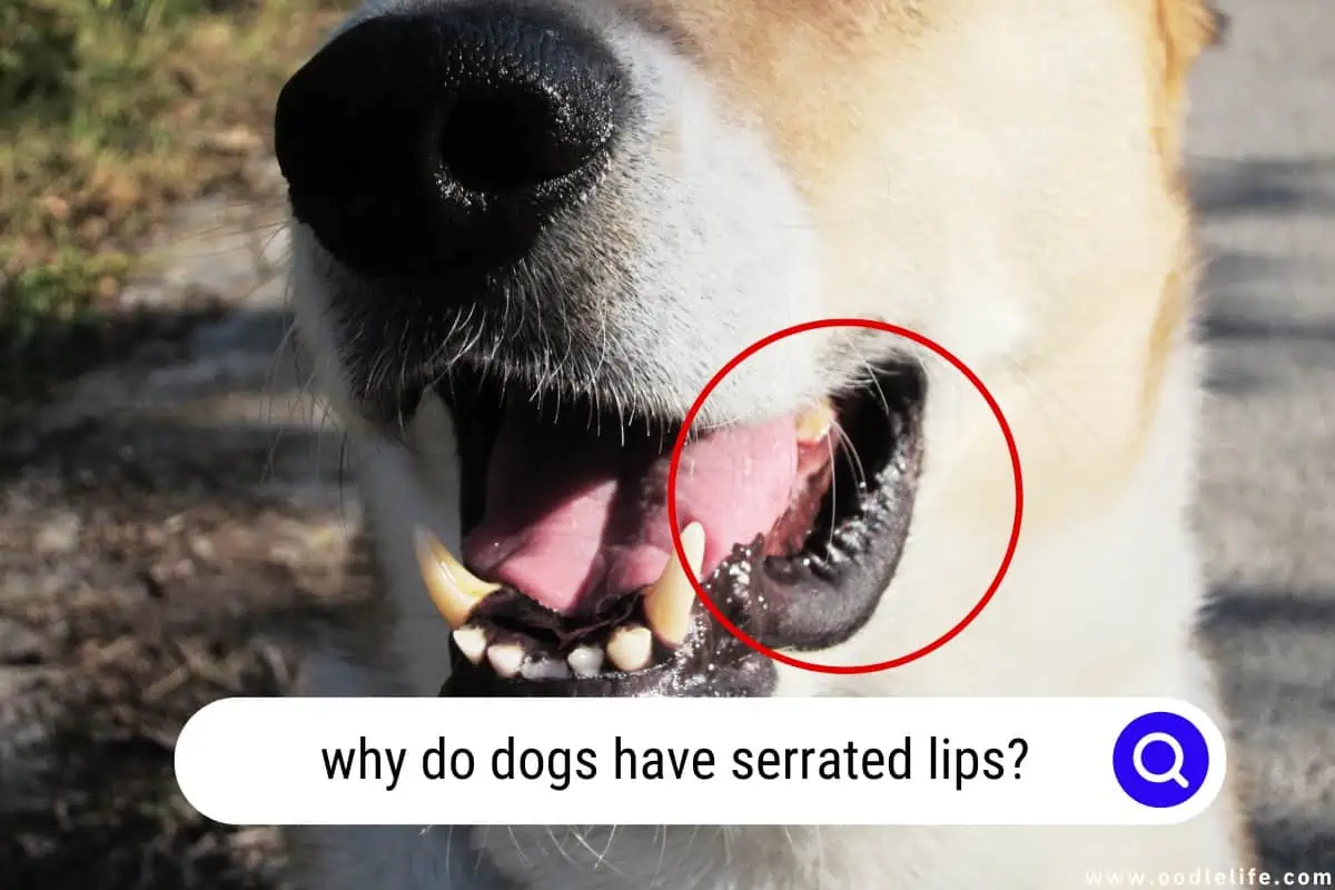 why do dogs have serrated lips