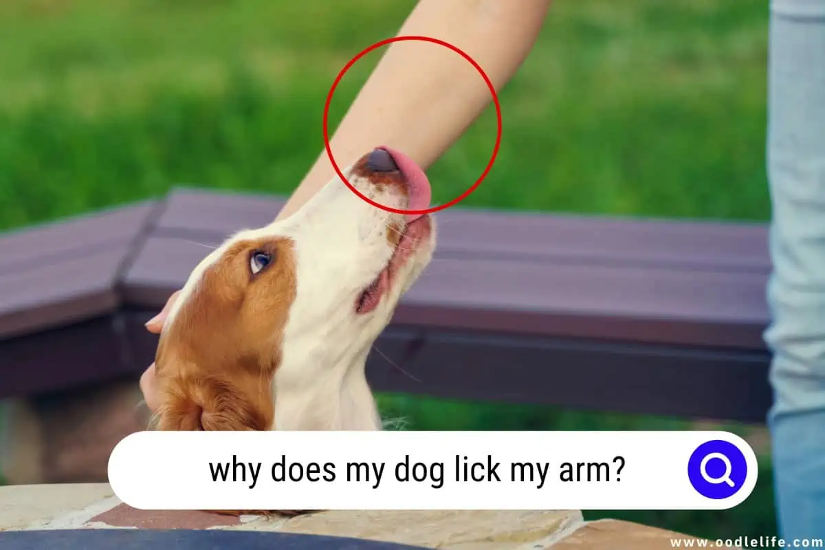 why does my dog lick my arm