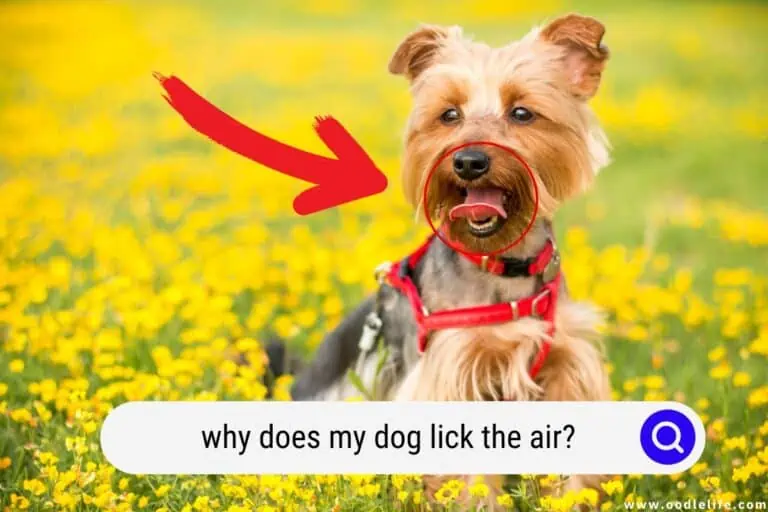 Why Does My Dog Lick the Air?