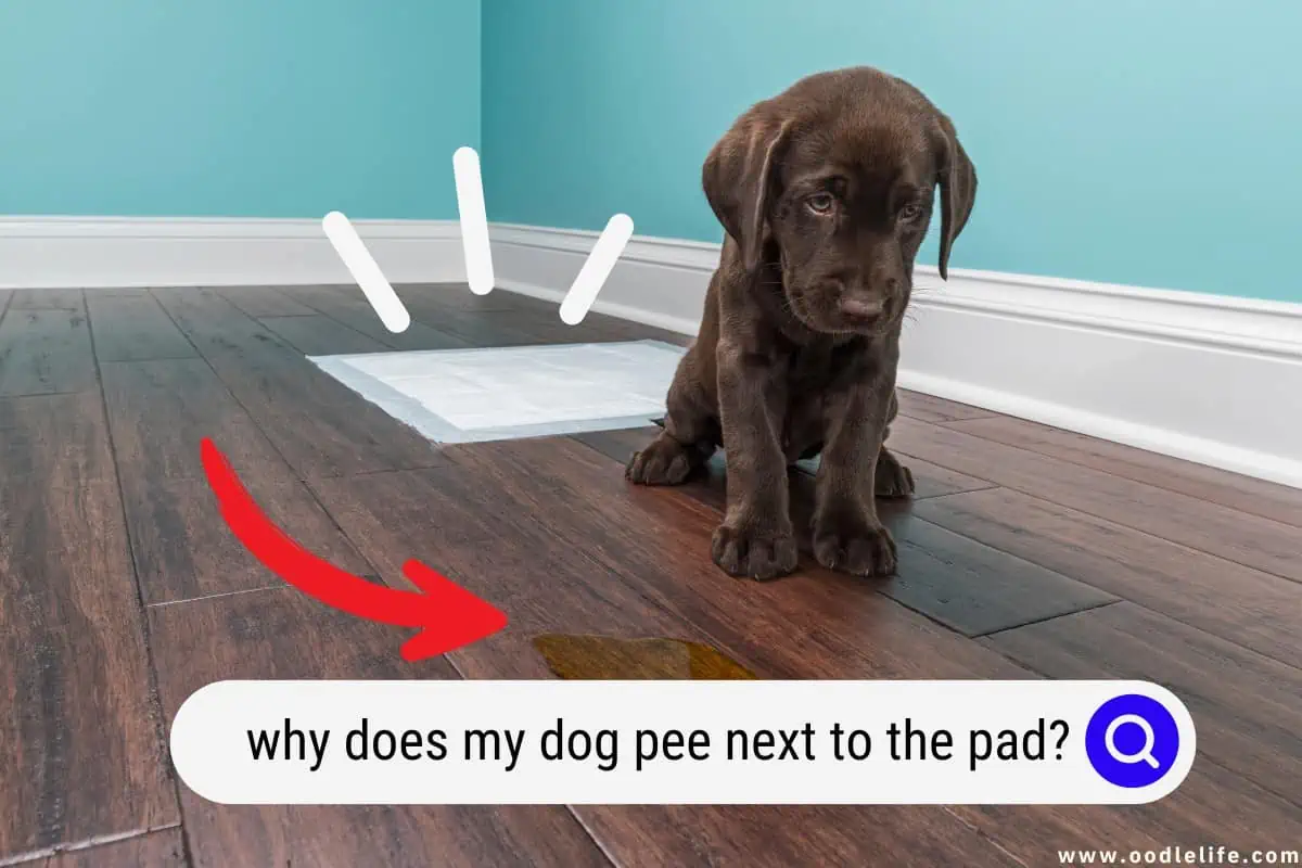 Why Does My Dog Pee Next To The Pad? Oodle Life
