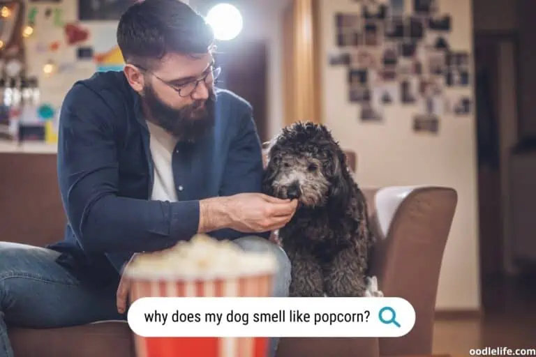 Why Does My Dog Smell Like Popcorn [5 Causes]