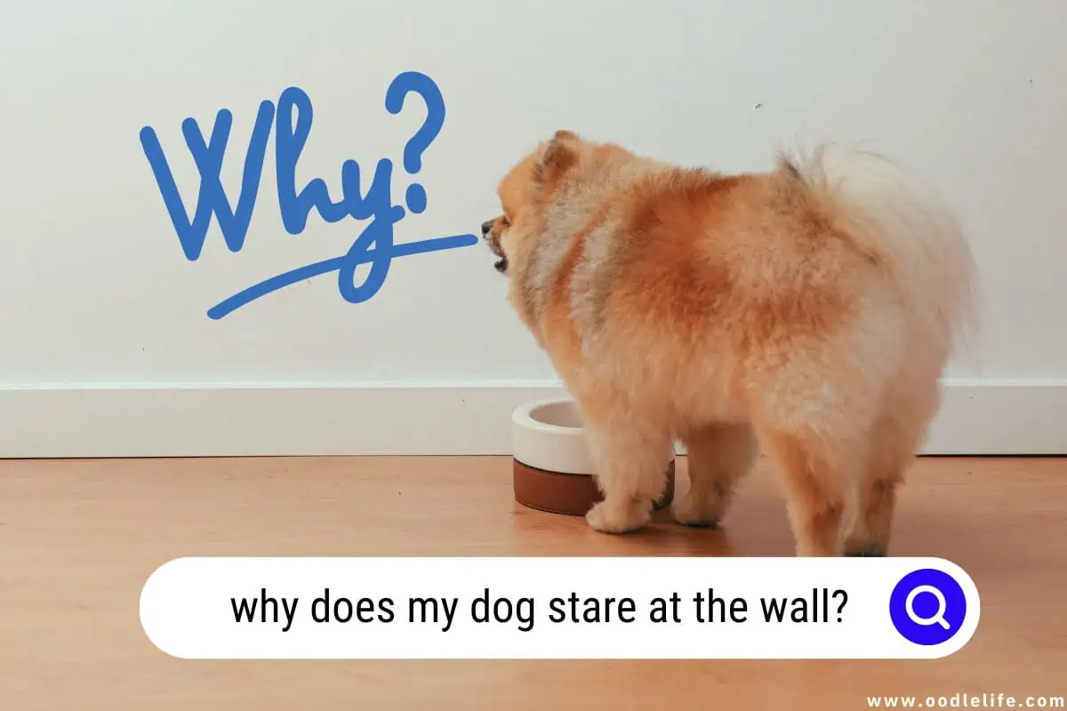 why does my dog stare at the wall