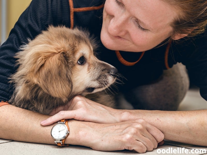 woman with a Corgi puppy