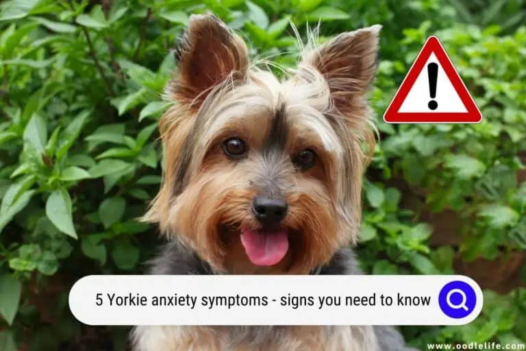 5 Yorkie Anxiety Symptoms (Signs You NEED to Know)