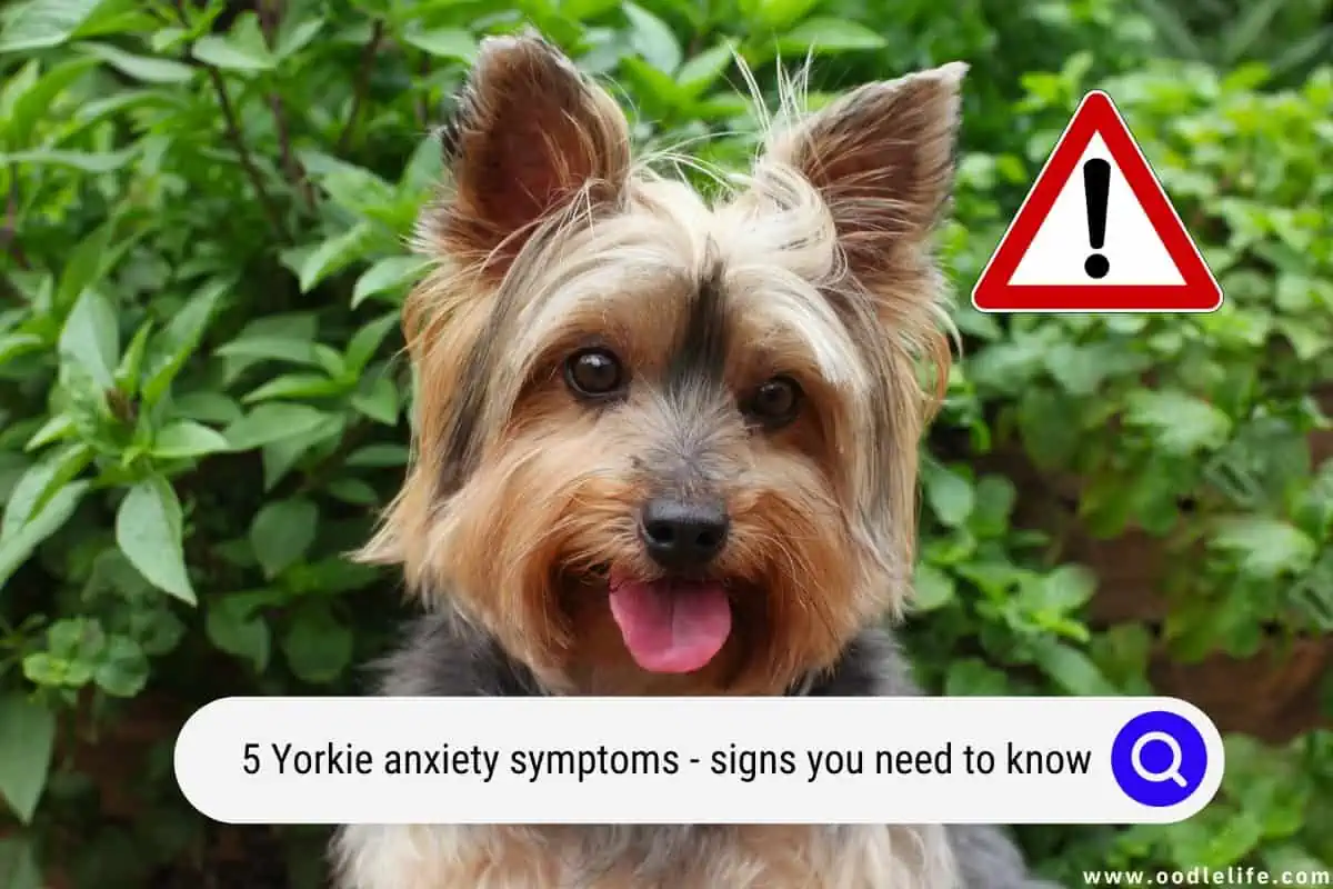 Yorkie anxiety symptoms