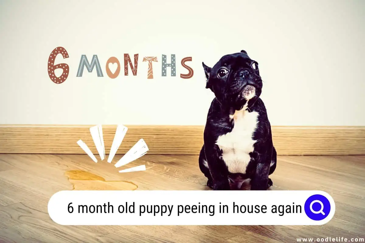6 month old puppy peeing in house again