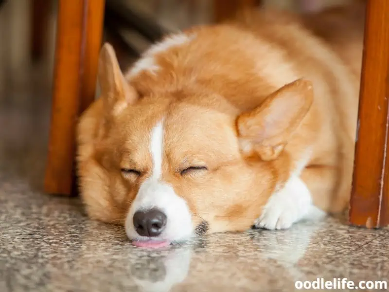 adult Corgi sleeps under the chair