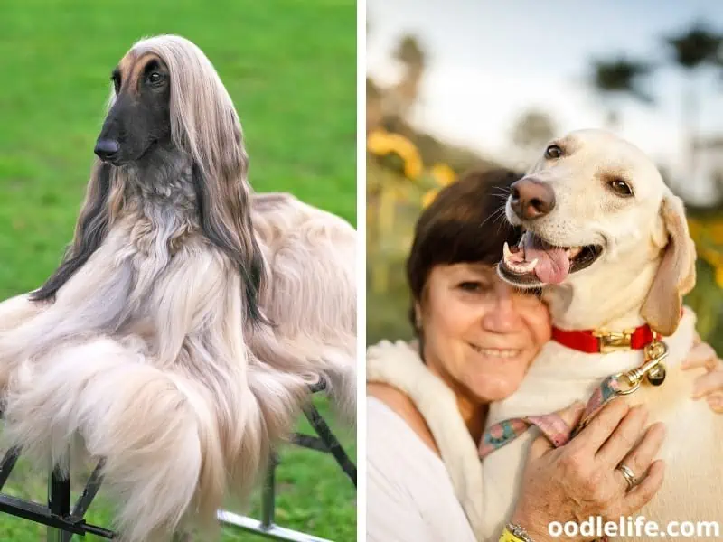 aloof dog vs affectionate dog