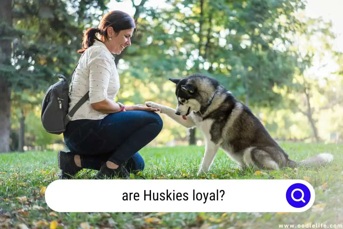 are Huskies loyal