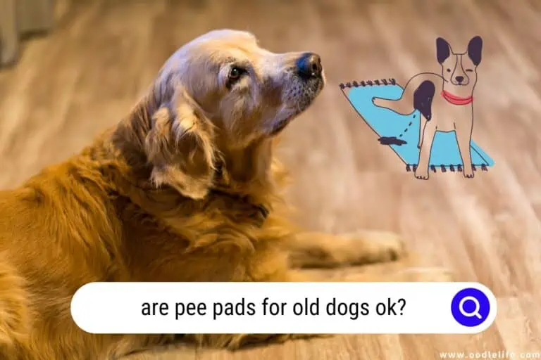 Are Pee Pads for Old Dogs OK? A Definitive Guide for Senior Dog Owners