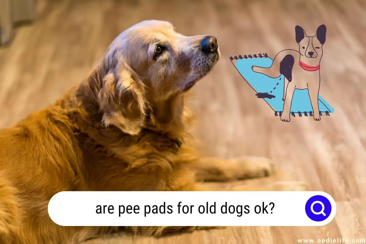 are pee pads for old dogs ok