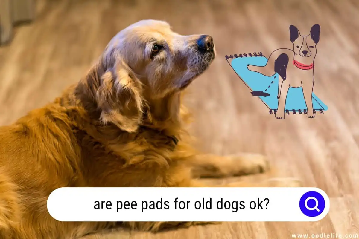 Are Pee Pads For Old Dogs OK A Definitive Guide For Senior Dog