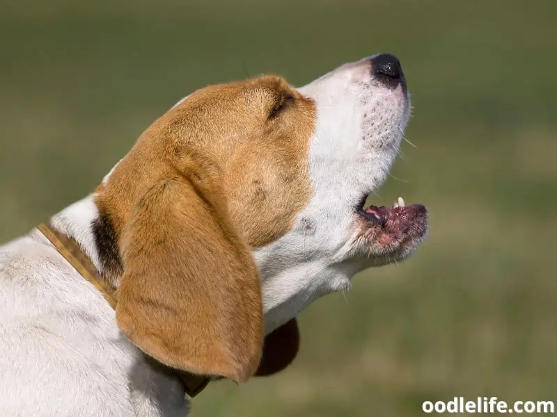 How To Stop A Dog From Howling? Oodle Life