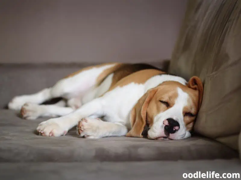 Beagle sleeps on a couch