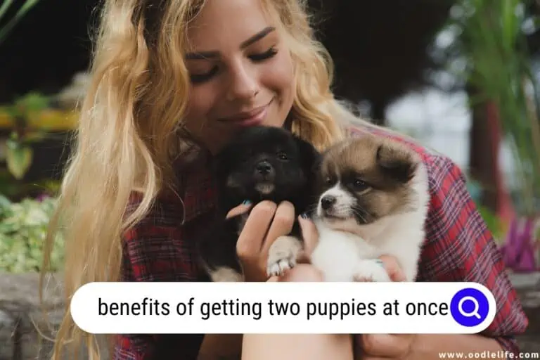 Benefits of Getting Two Puppies at Once [Warnings]