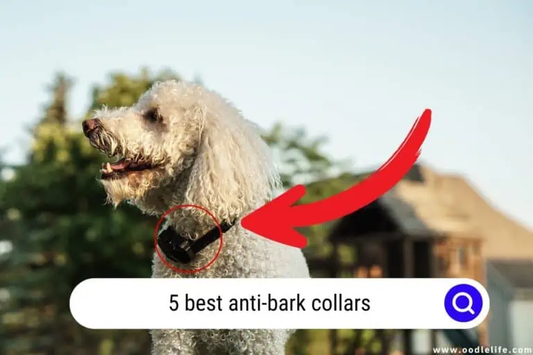 5 Best Anti-Bark Collars (2025)