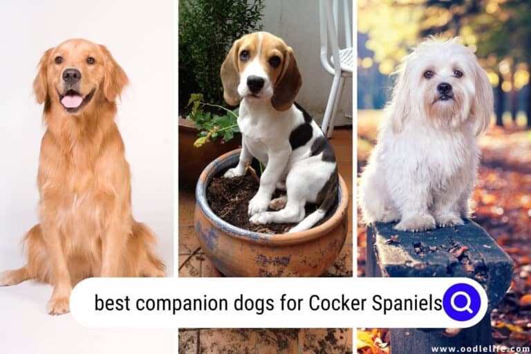 Best Companion Dogs for Cocker Spaniels (7 Breeds + Photos)