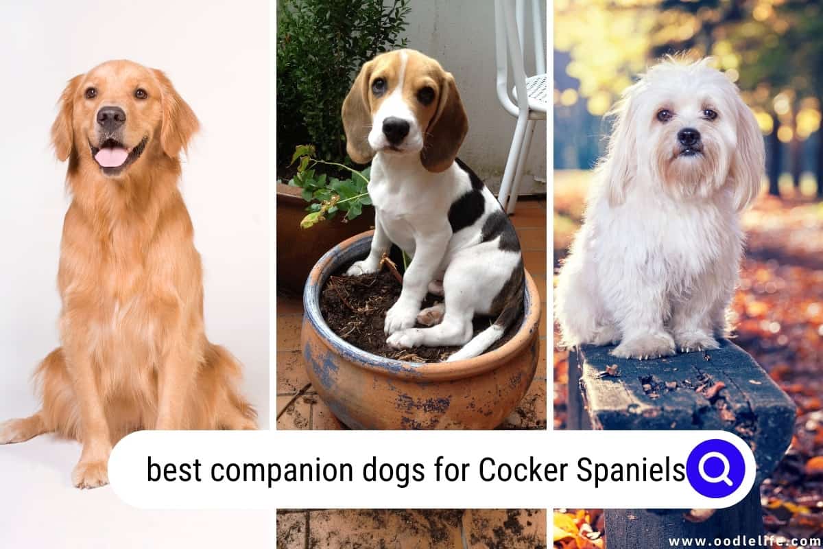 Best Companion Dogs For Cocker Spaniels (7 Breeds + Photos) Oodle Life