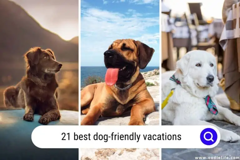 21 Best Dog-Friendly Vacations (2023)