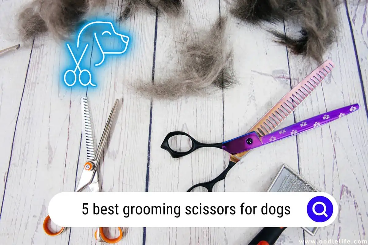 best grooming scissors for dogs