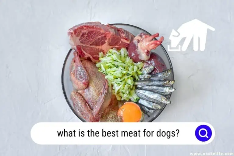 What Is The Best Meat For Dogs? (2024)