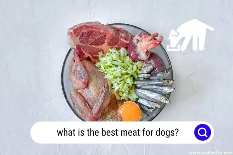 What Is The Best Meat For Dogs? (2025)