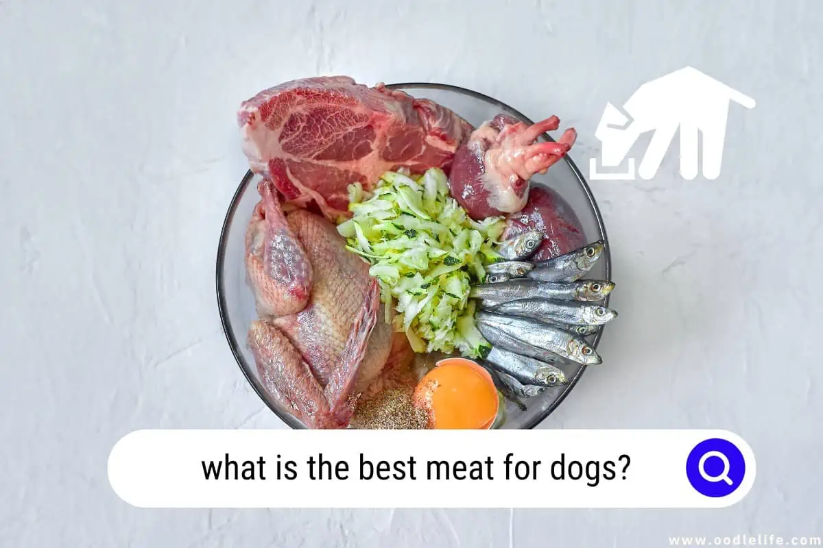 best meat for dogs