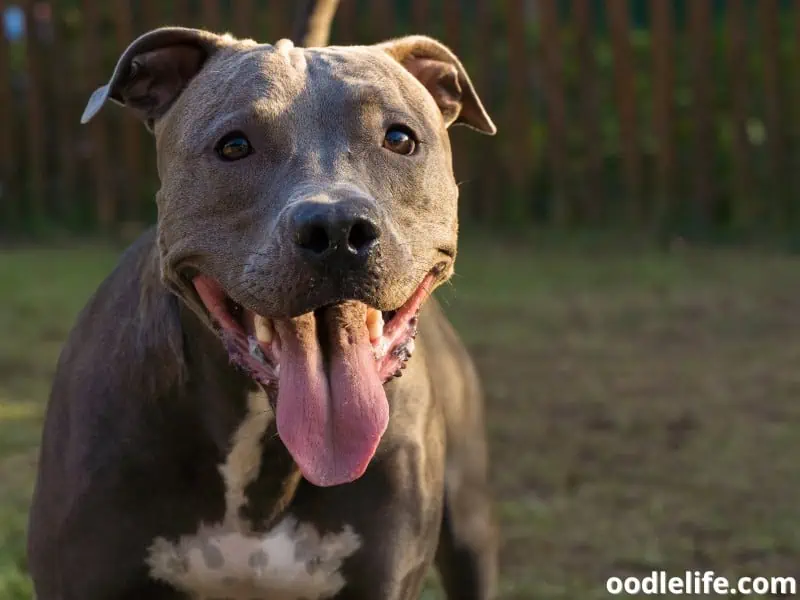 Blue Nose Pitbull at the park