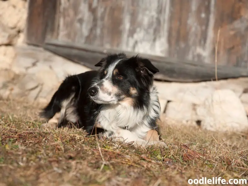 Border Collie guards barn