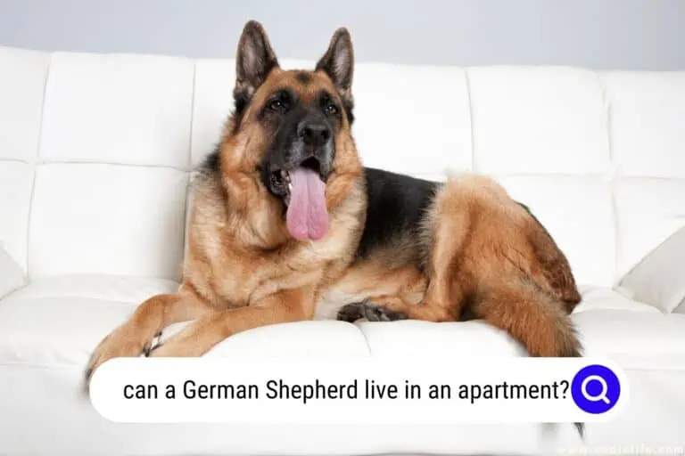 Can A German Shepherd Live in an Apartment? [Explained]