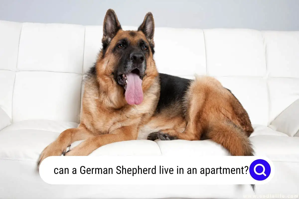 Can A German Shepherd Live In An Apartment? [Explained] Oodle Life