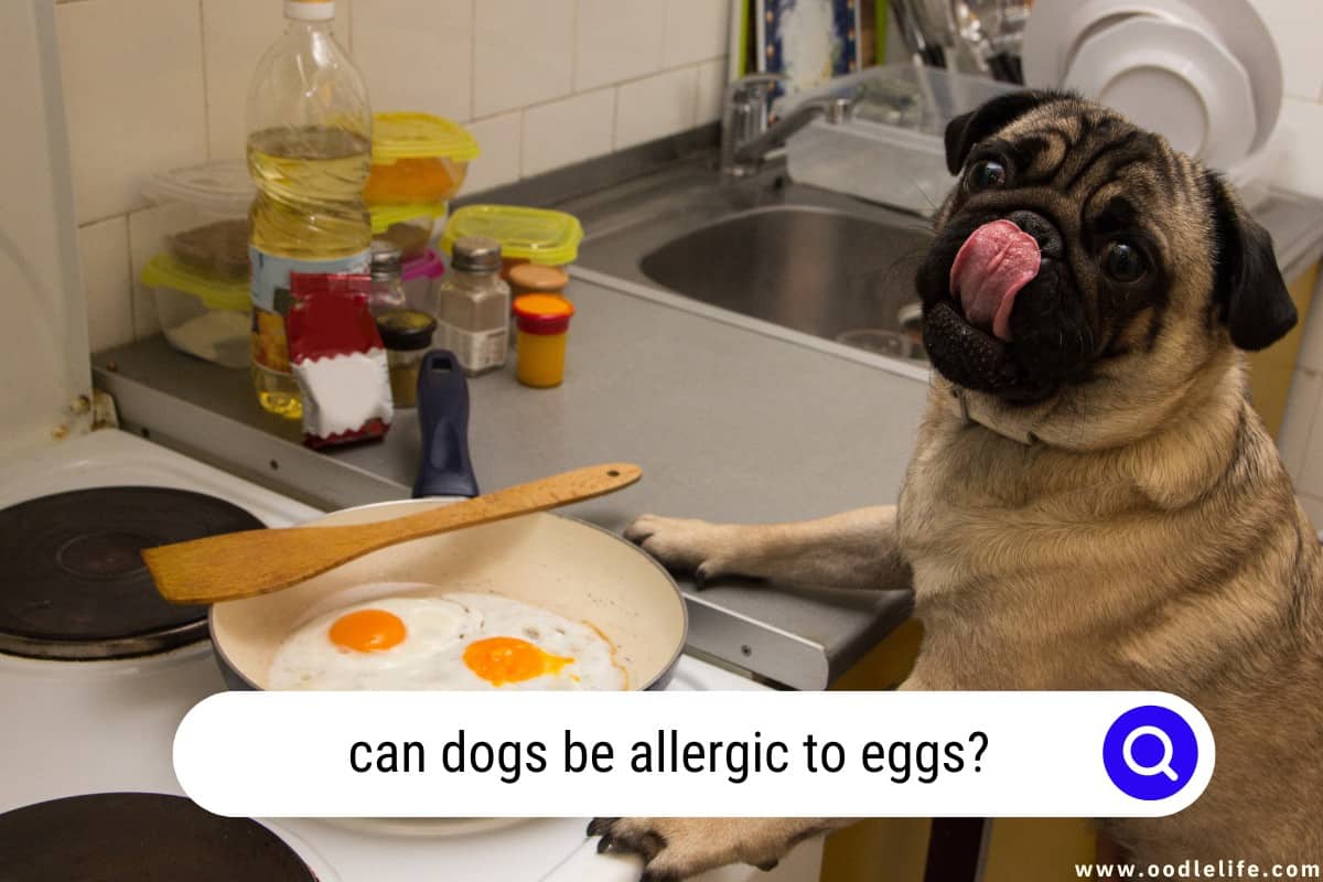 can dogs be allergic to eggs