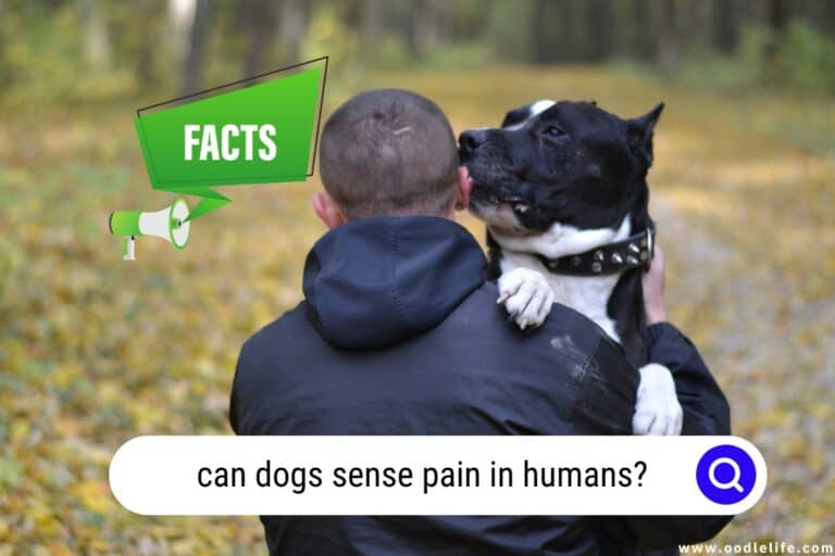 Can Dogs Sense Pain in Humans? Surprising Facts Unveiled