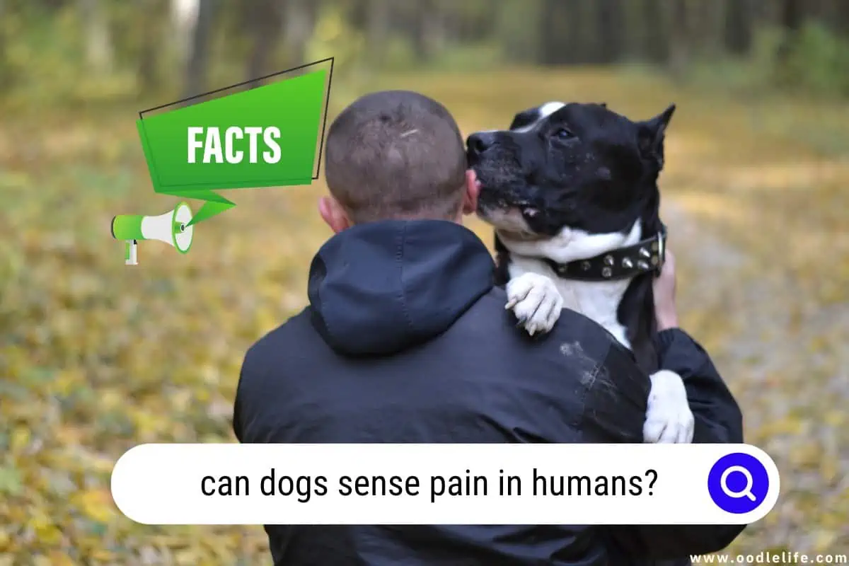 Can Dogs Sense Pain In Humans? Surprising Facts Unveiled Oodle Life