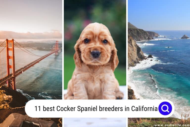 11 Best Cocker Spaniel Breeders In California (2023)