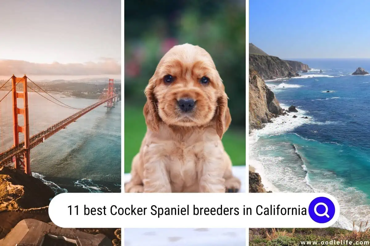 Cocker Spaniel breeders in California