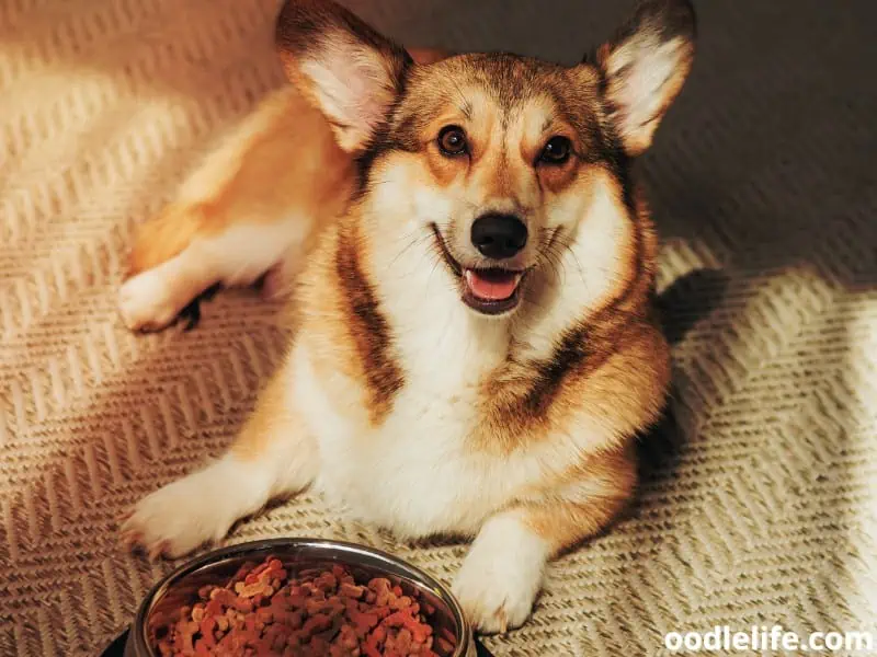 Corgi with his food