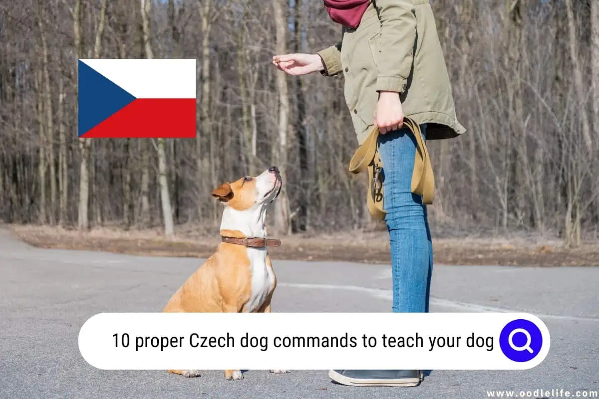 Czech dog commands