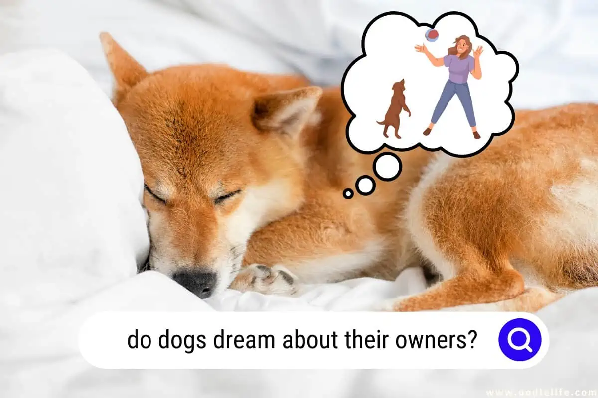 do dogs dream about their owners