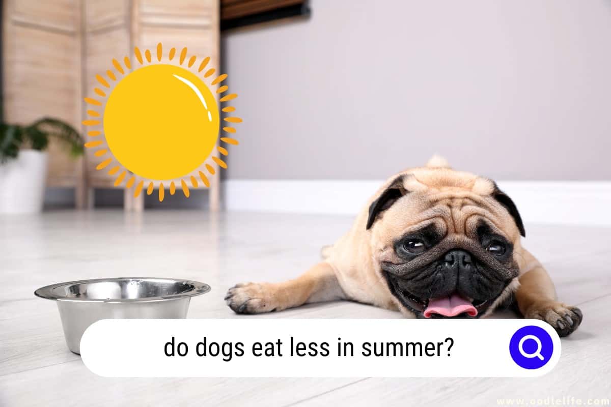 do dogs eat less in summer