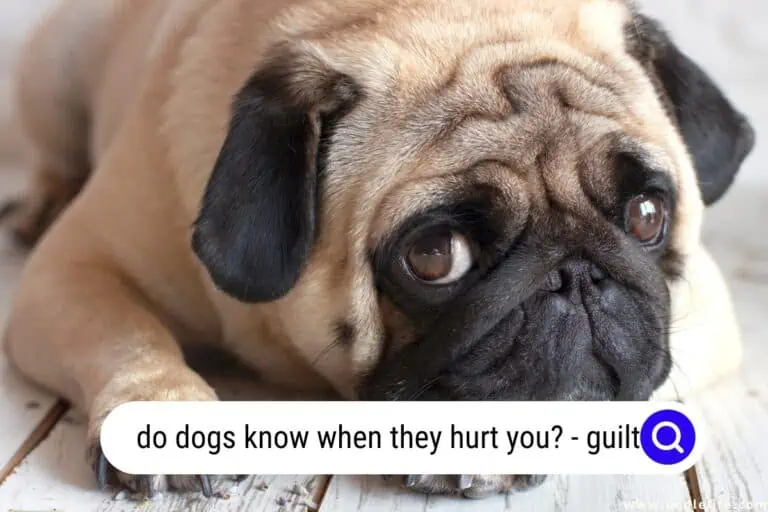 Do Dogs Know When They Hurt You? (Guilt)
