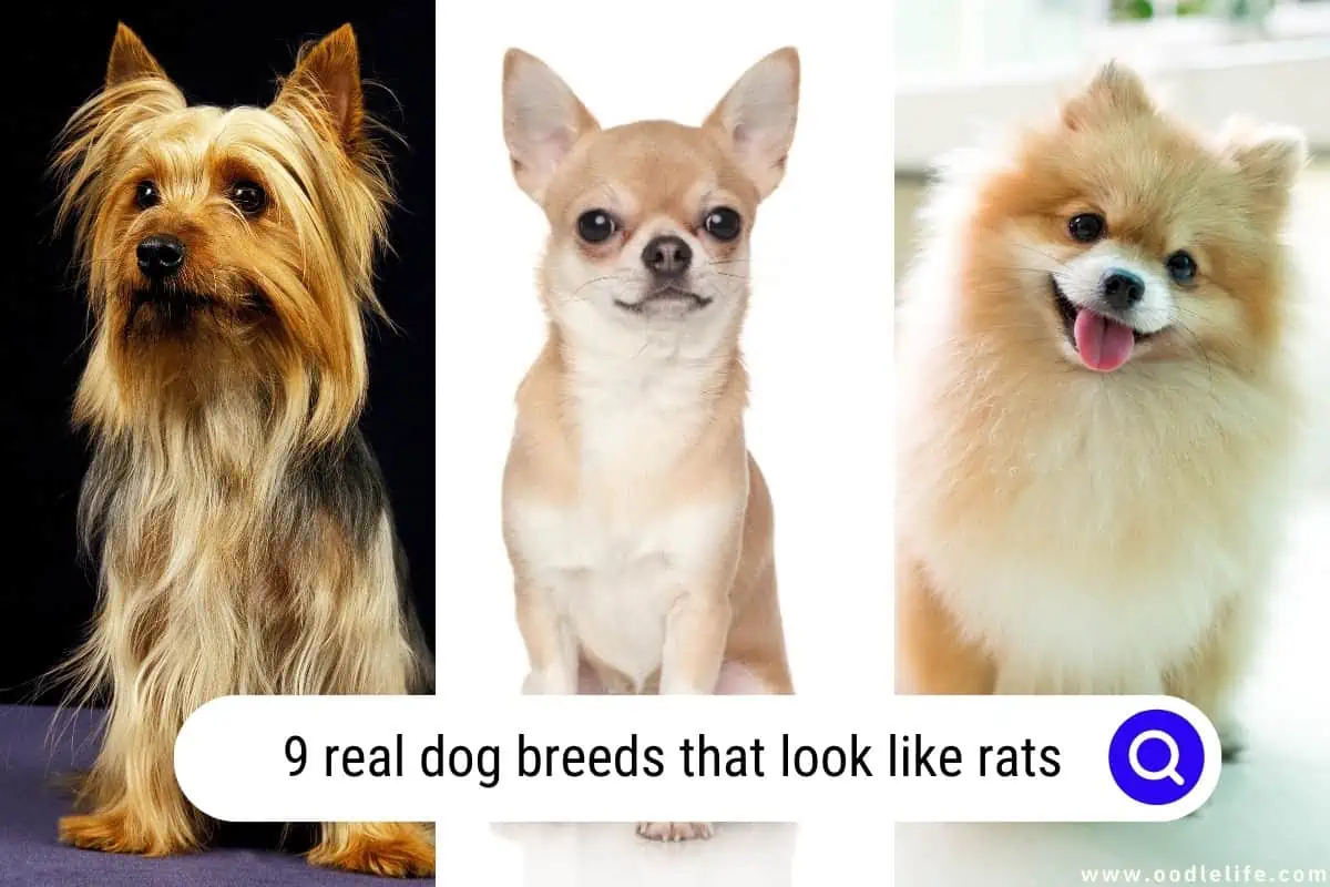 dog breeds that look like rats