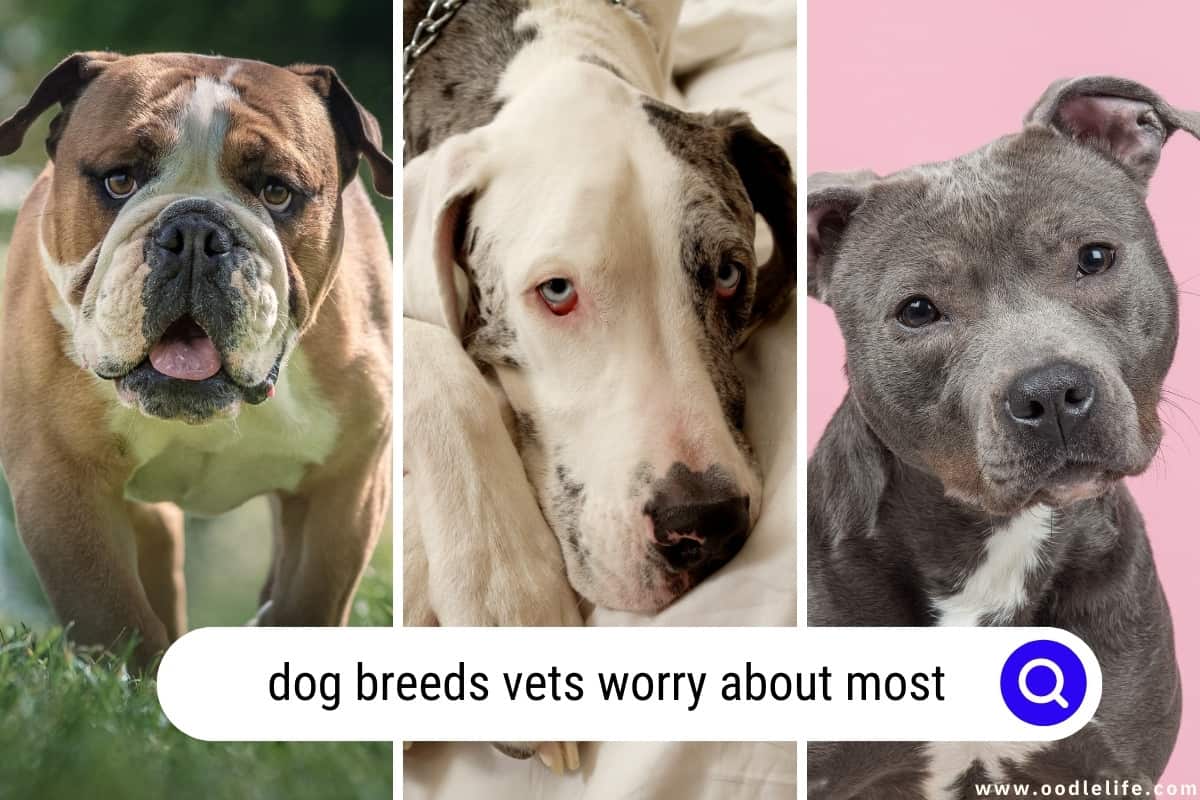 Dog Breeds Vets WORRY About Most (with Photos) Oodle Life